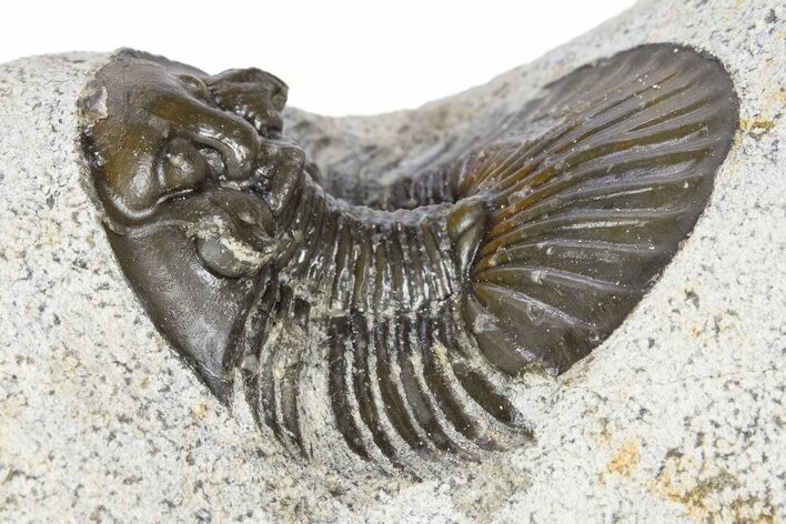 Detailed Scabriscutellum Trilobite - Morocco #341297